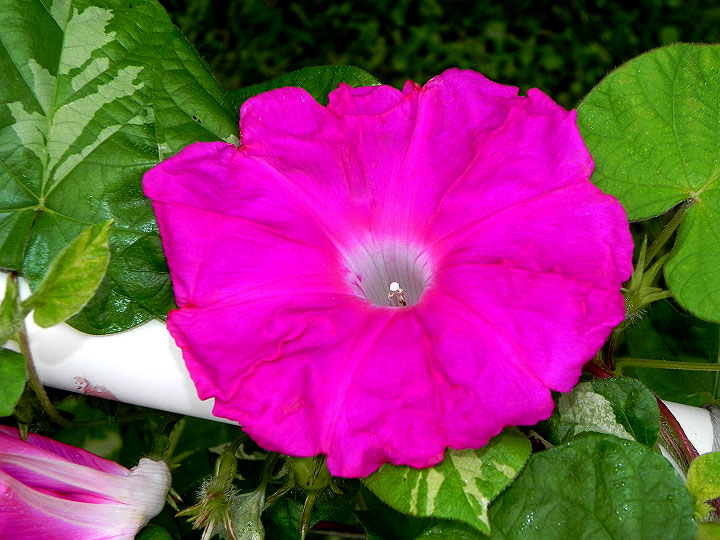 DSCN5621