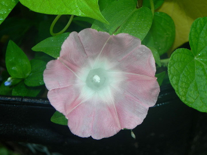 DSCN5625