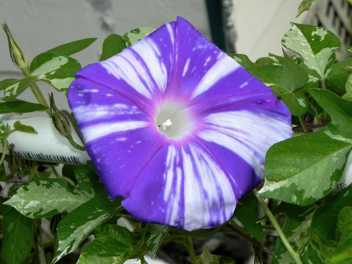 DSCN5768