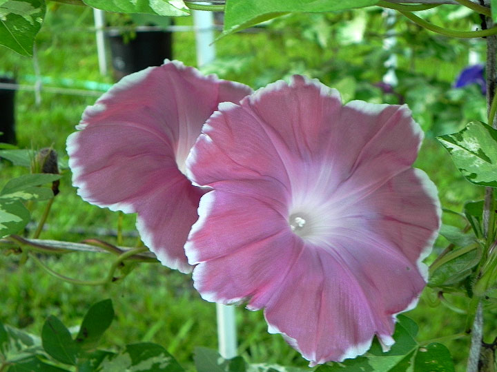 DSCN5772