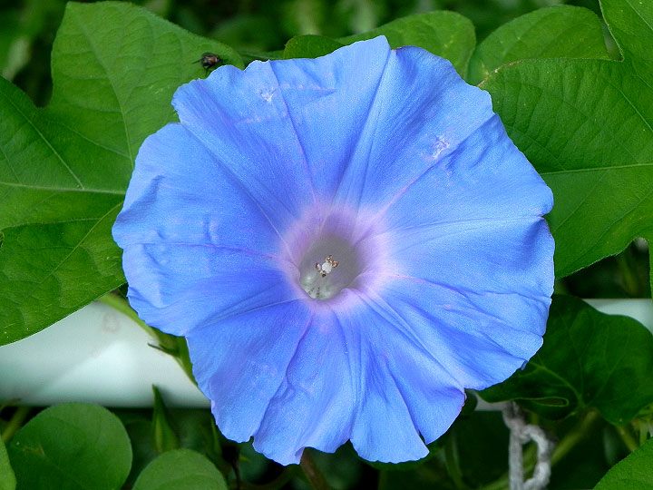 DSCN5811