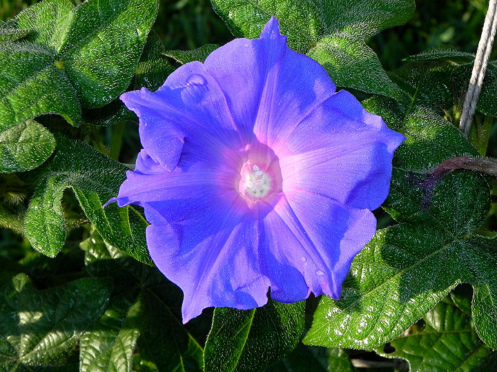 DSCN5887