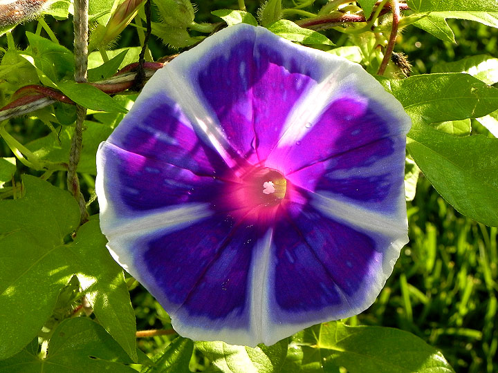 DSCN5909