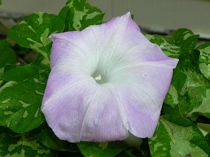 DSCN5920