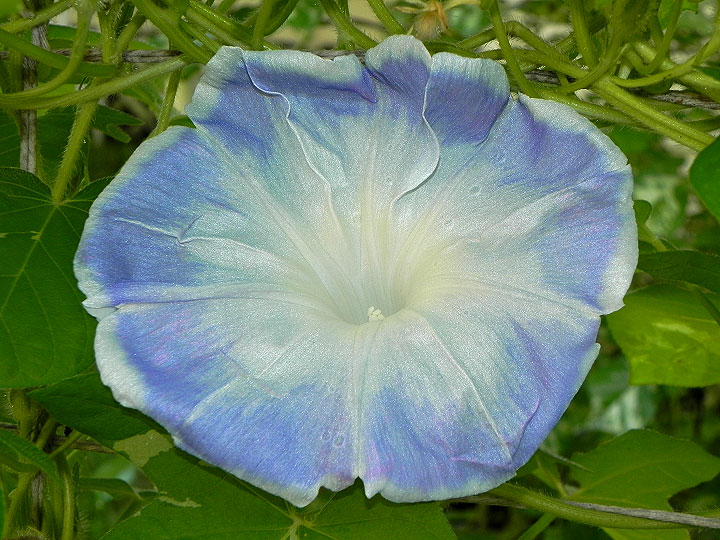 DSCN5930