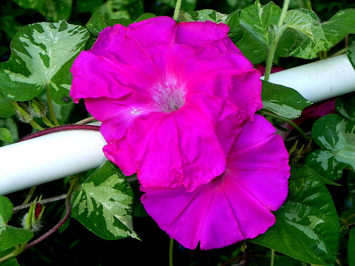 DSCN5948