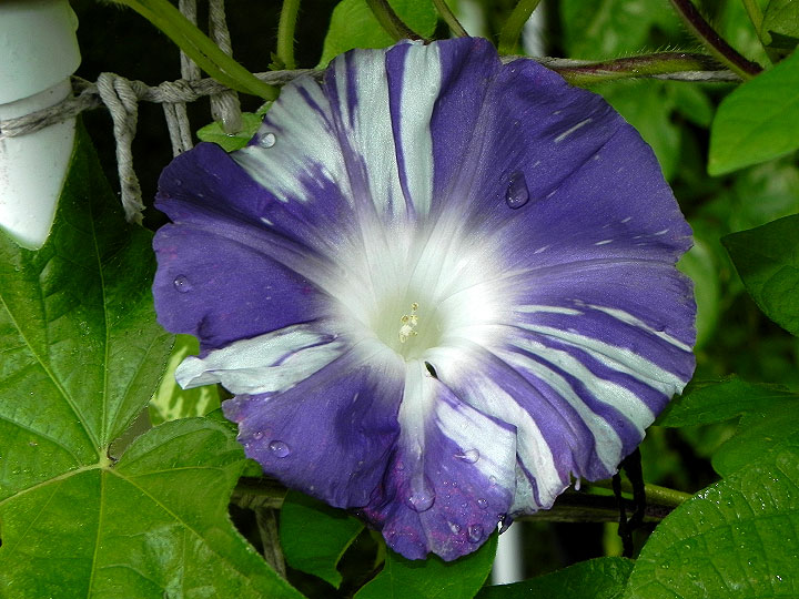 DSCN5954