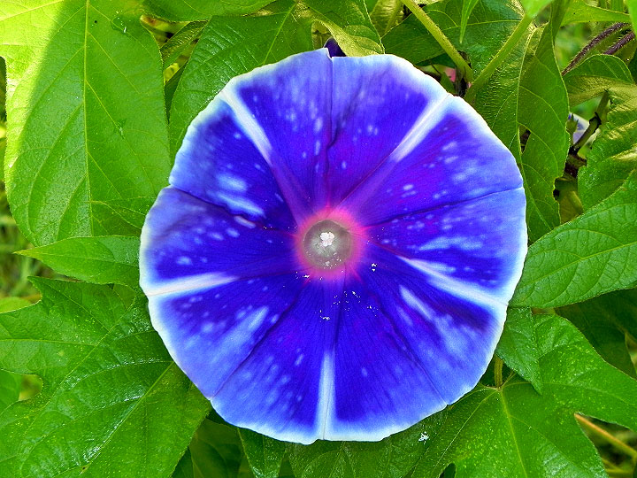 DSCN5962