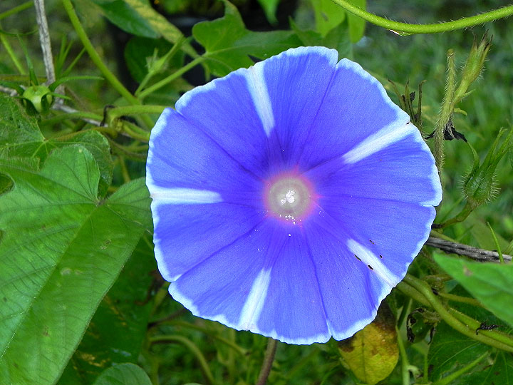 DSCN5972