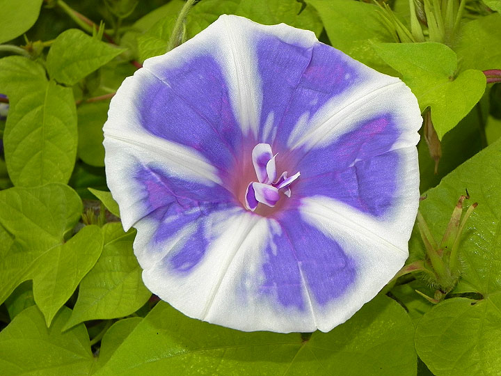 DSCN5989