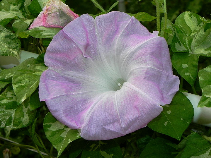 DSCN6078_01