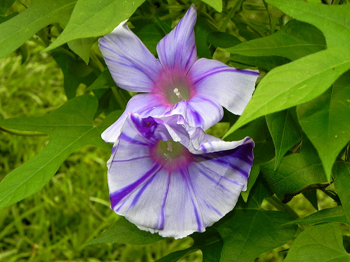 DSCN6161