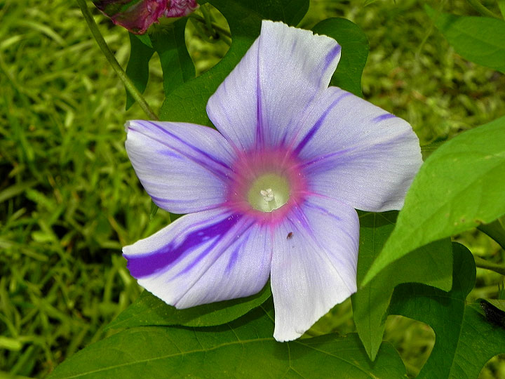 DSCN6162