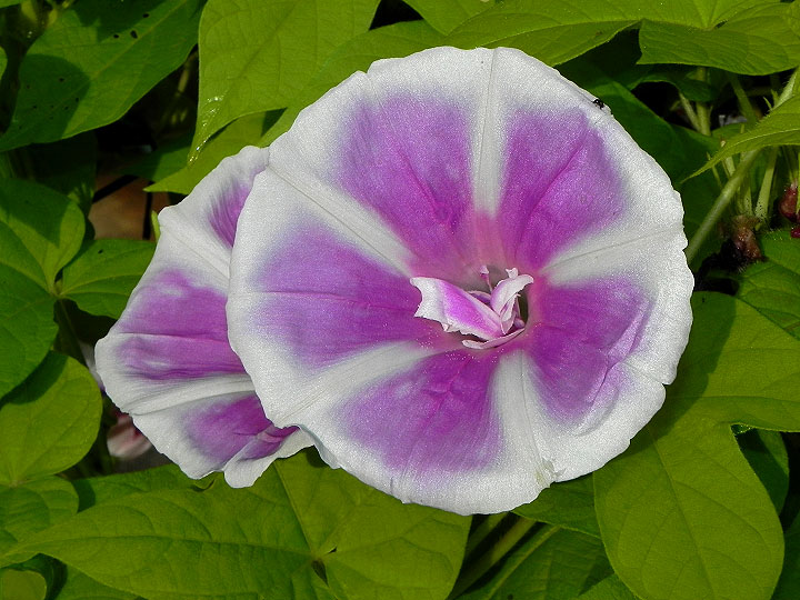DSCN6225