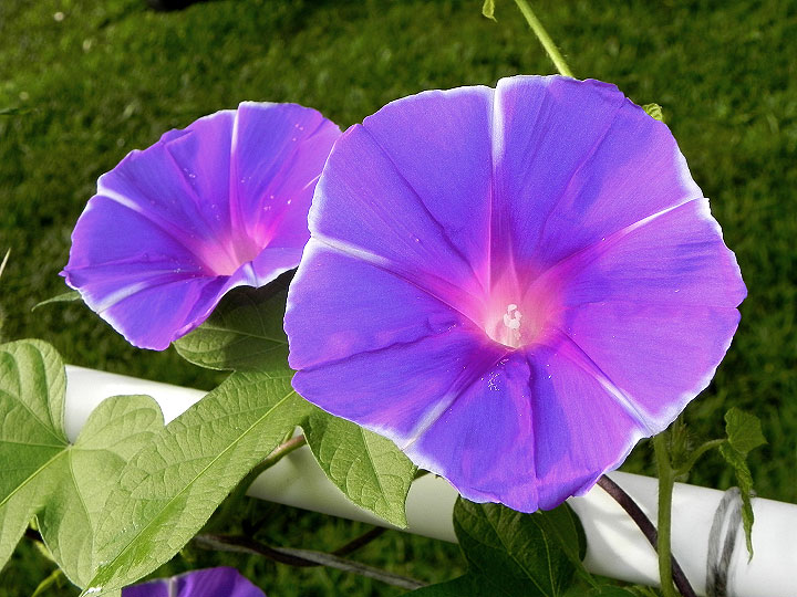 DSCN6313