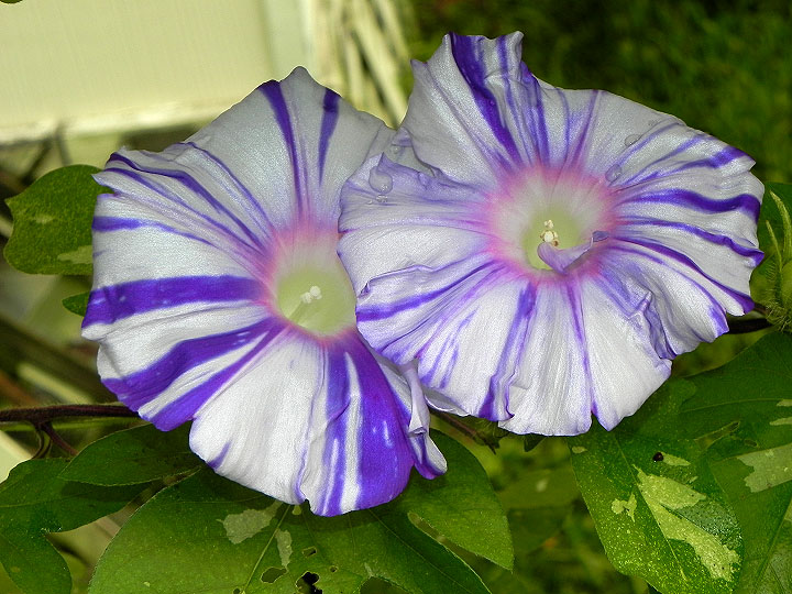 DSCN6320