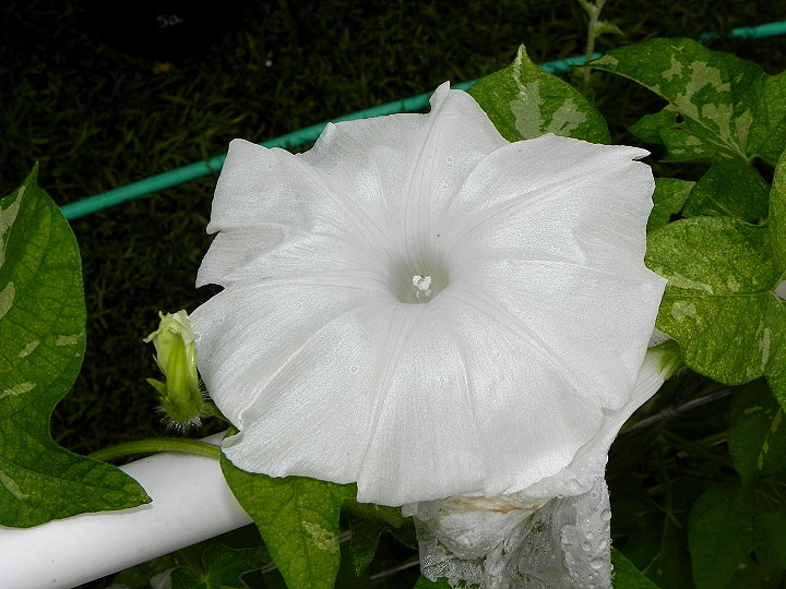 DSCN6361