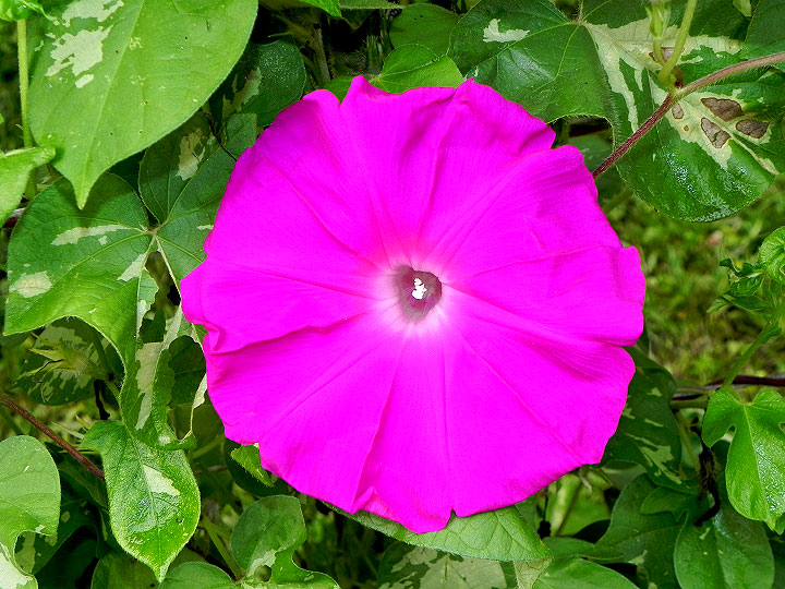 DSCN6372