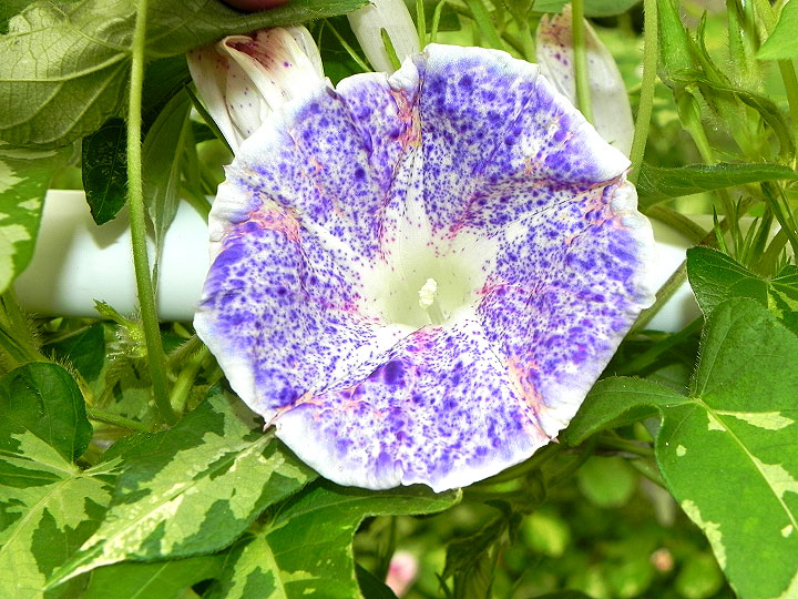DSCN6381