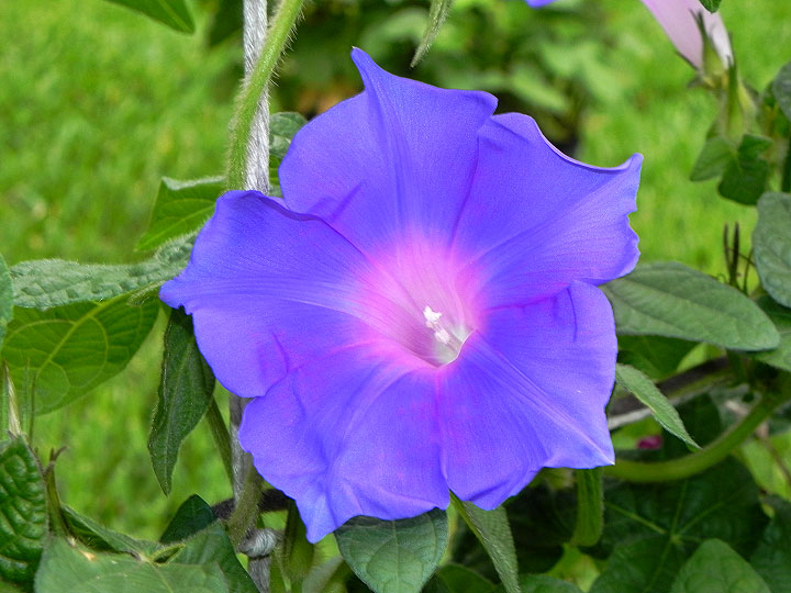 DSCN6519