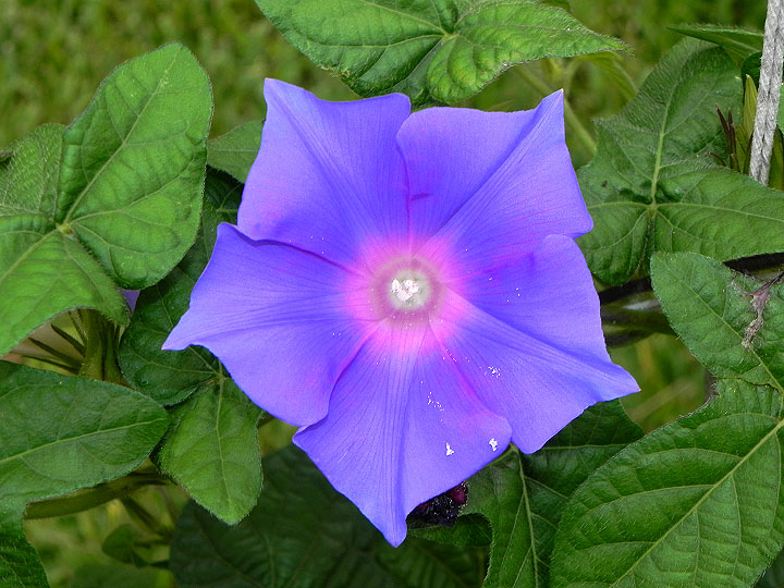 DSCN6520