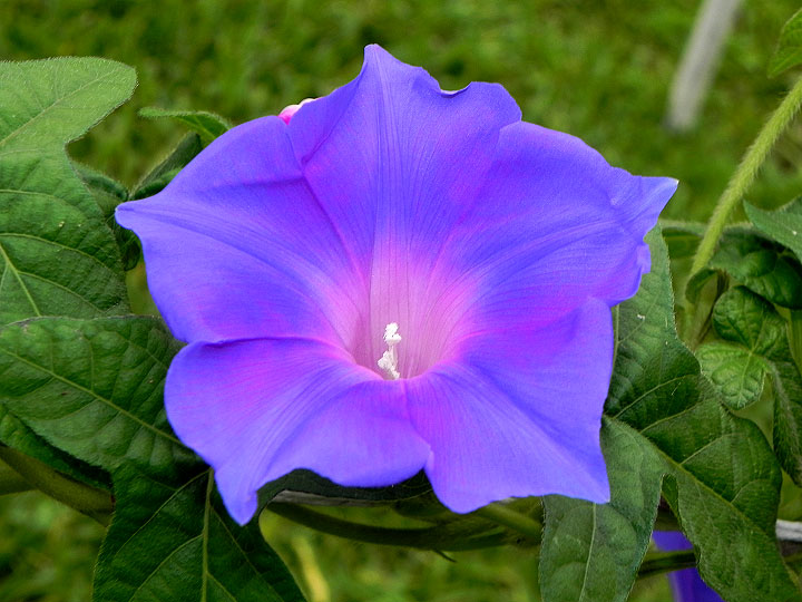 DSCN6523