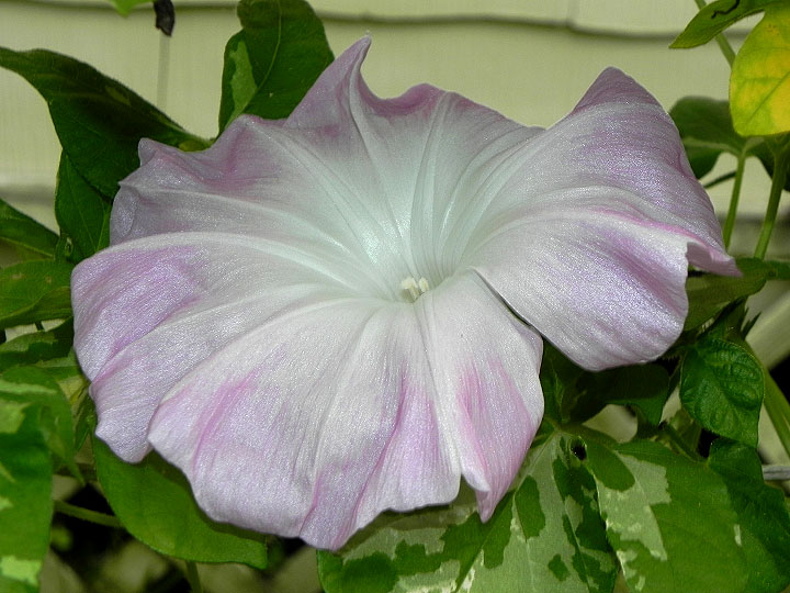 DSCN6561_01