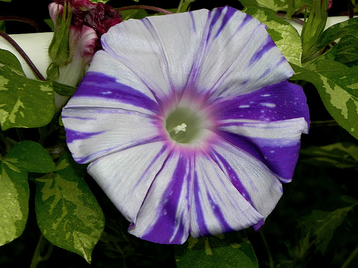 DSCN6564_01