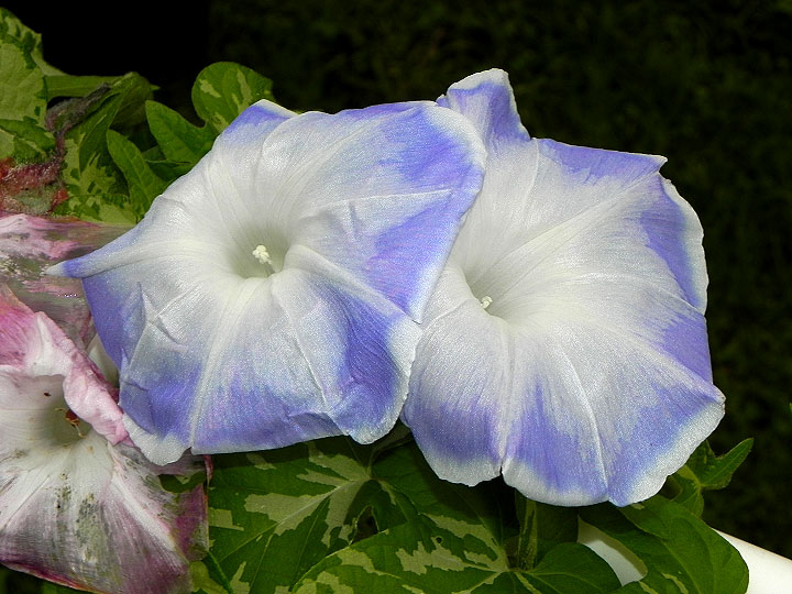DSCN6577_01