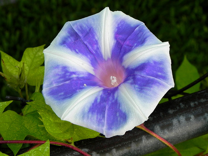 DSCN6699