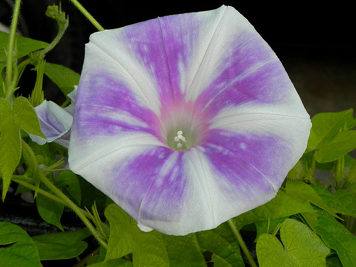 DSCN6701