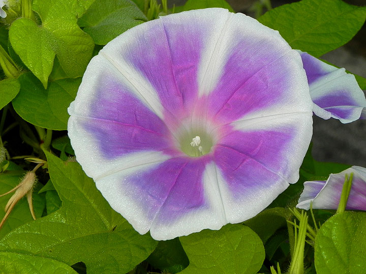 DSCN6702