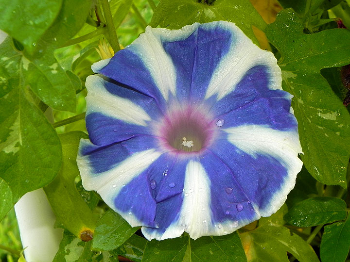 DSCN6787
