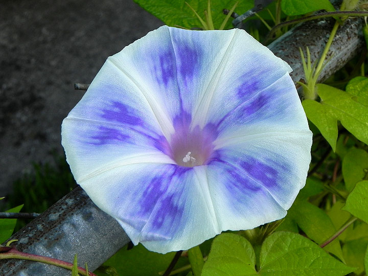 DSCN6924