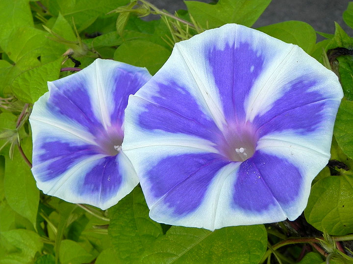 DSCN6926
