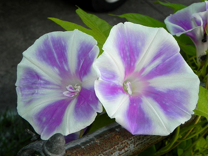 DSCN6927