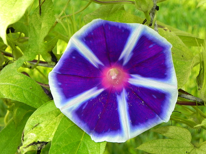 DSCN7005