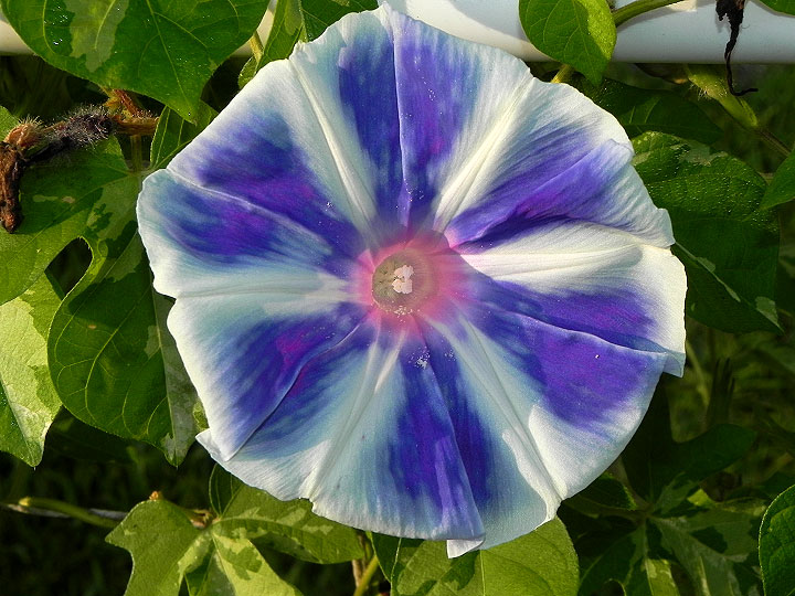 DSCN7009
