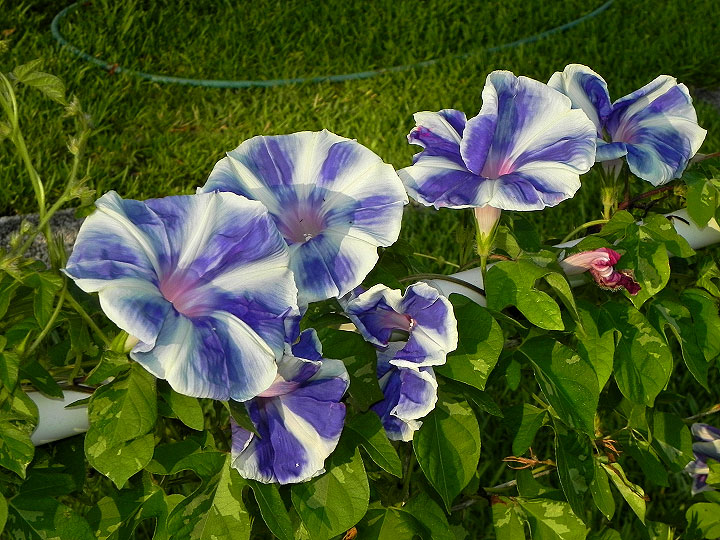 DSCN7011