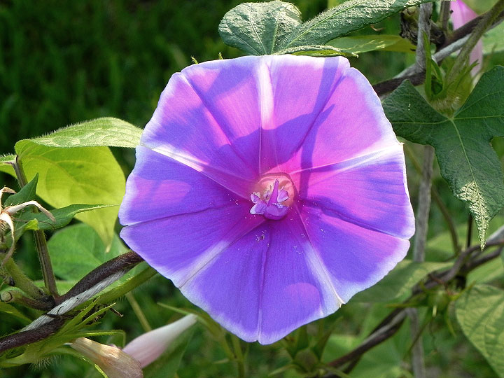 DSCN7014