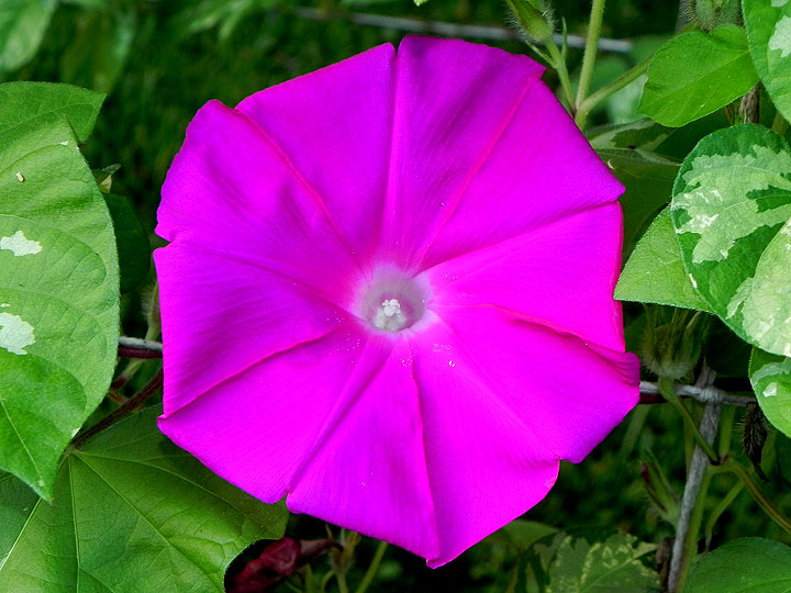 DSCN7074