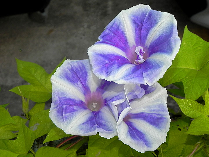DSCN7186