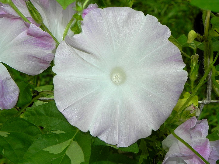 DSCN7270