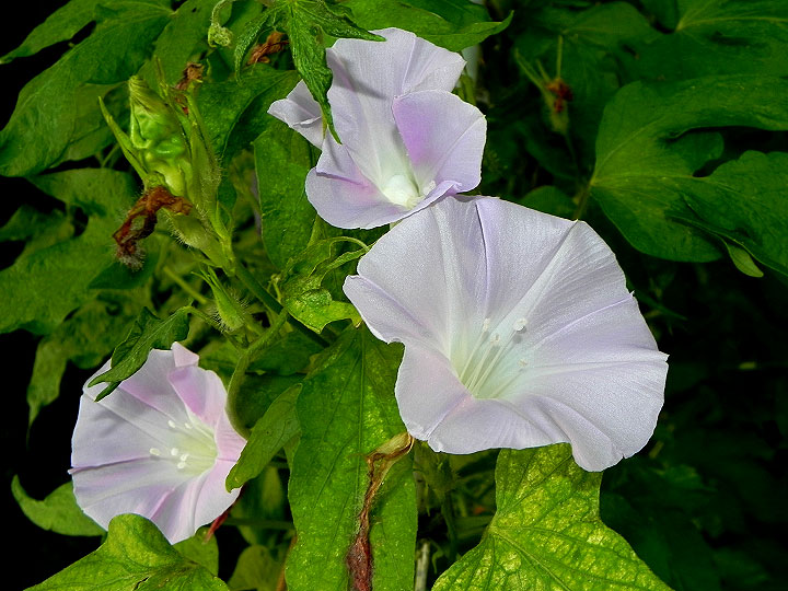 DSCN7360