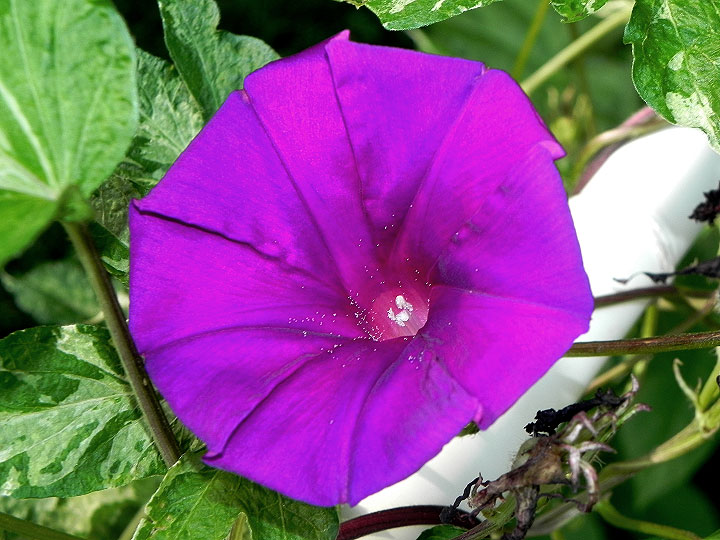 DSCN7367
