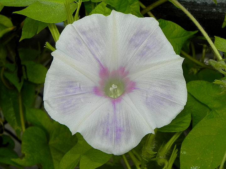 DSCN7411