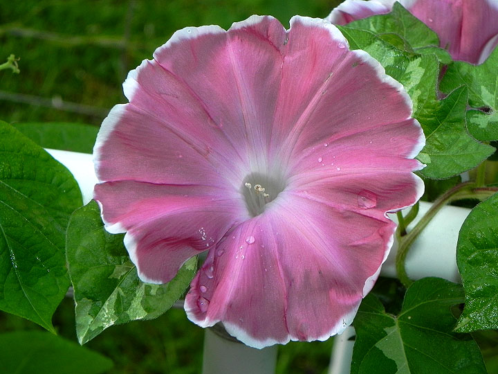 DSCN7475