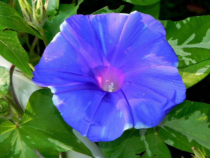 DSCN7514
