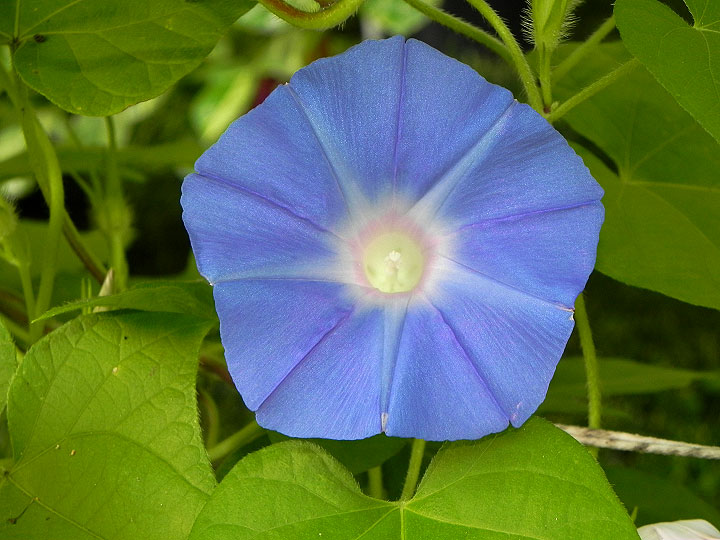 DSCN7515