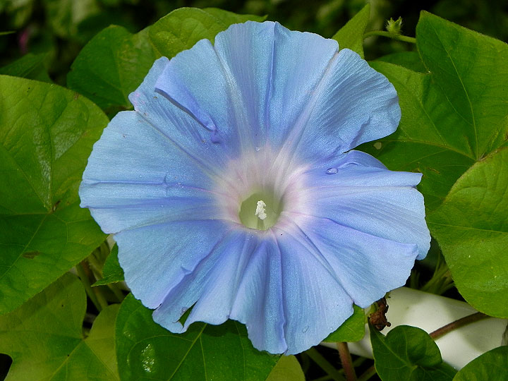 DSCN7517